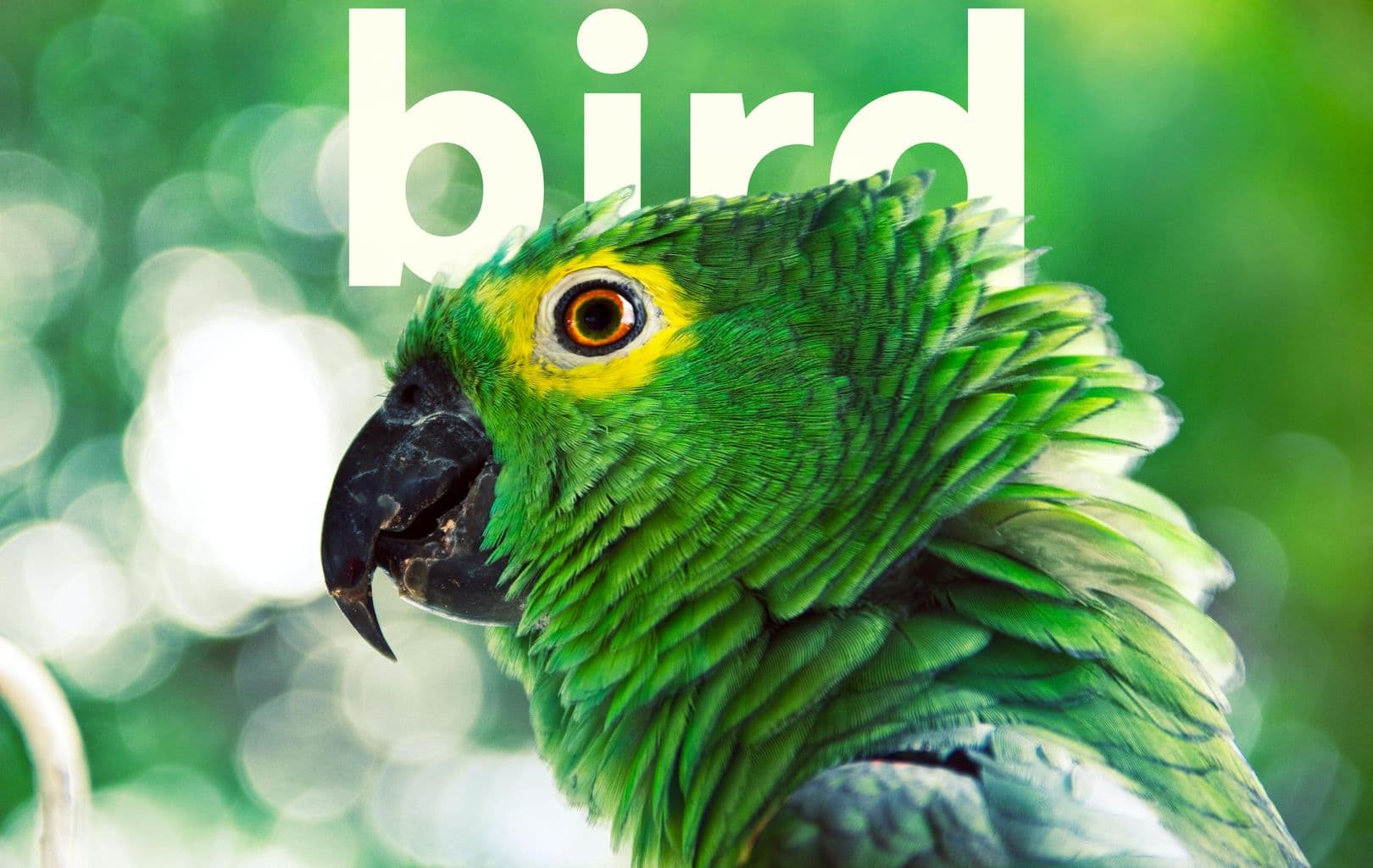 Text Behind Image Use Case Bird